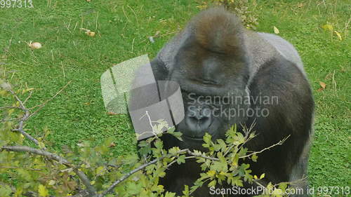 Image of Lowland gorilla on the epic pose of solving his problems.