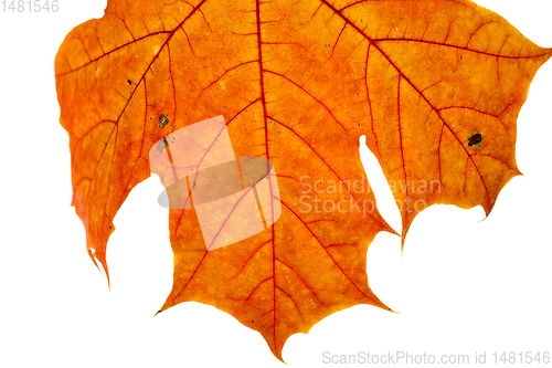 Image of maple leaves
