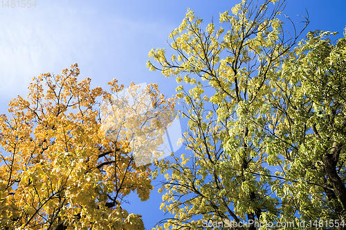Image of yellowed leaves of trees