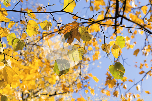 Image of new yellow color of birch leaves