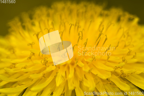 Image of yellow beautiful dandelions