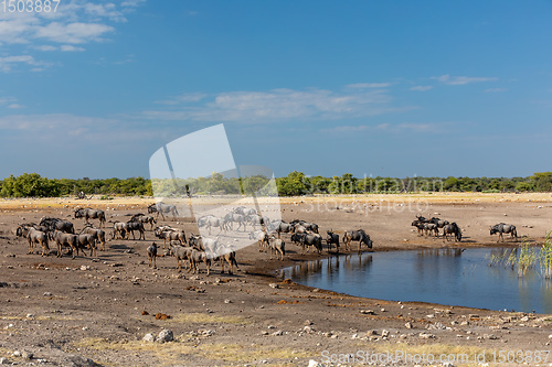 Image of big herd of wild Blue Wildebeest Gnu, Namibia Africa