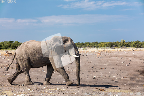 Image of African Elephant in Namibia, Africa safari wildlife