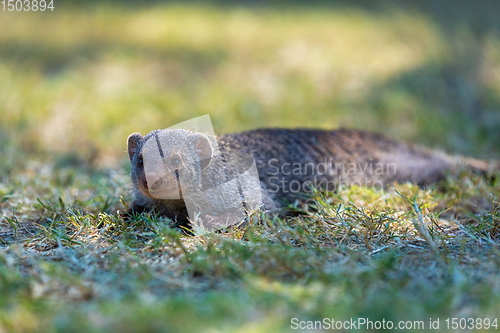 Image of Banded mongoose, Namibia Africa, Safari wildlife