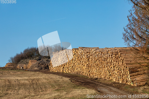 Image of Piled logs of harvested wood