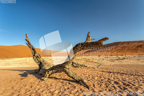 Image of dry acacia tree in dead in Sossusvlei, Namibia