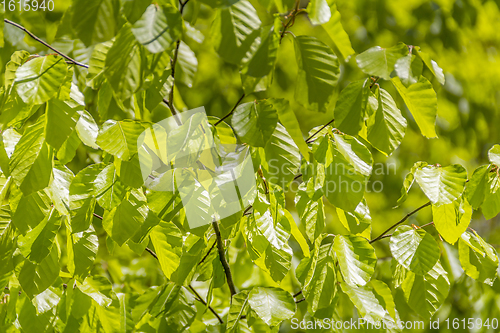 Image of sunny illuminated spring leaves