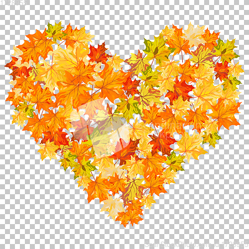 Image of Fall (Autumn) Maple Background