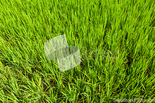 Image of Rice close up, India