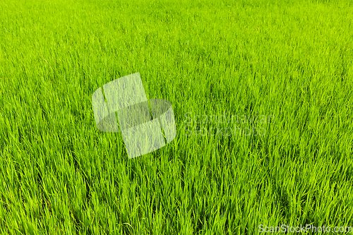 Image of Rice close up, India