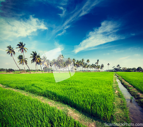 Image of Rice close up, India