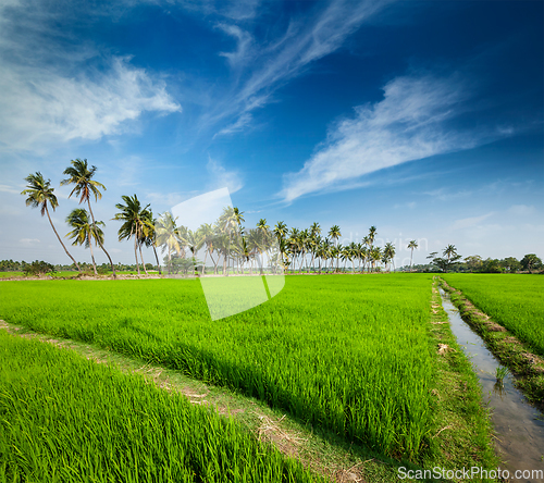 Image of Rice close up, India