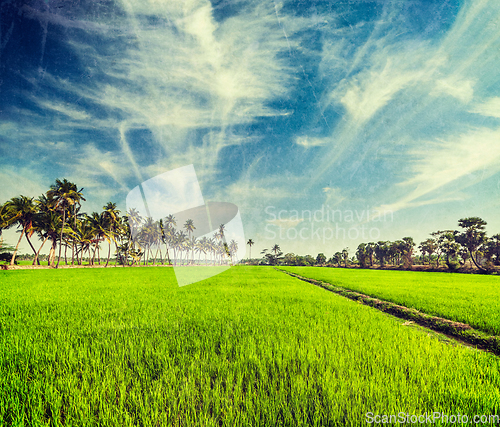 Image of Rice close up, India