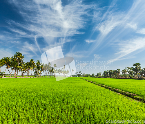 Image of Rice close up, India