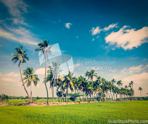 Image of Rice close up, India