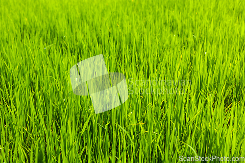 Image of Rice close up, India