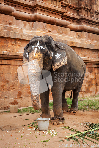 Image of Elephant in Hindu temple
