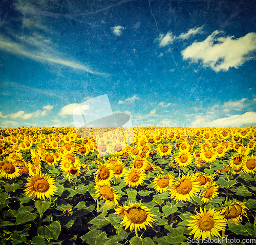 Image of Sunflower field and blue sky