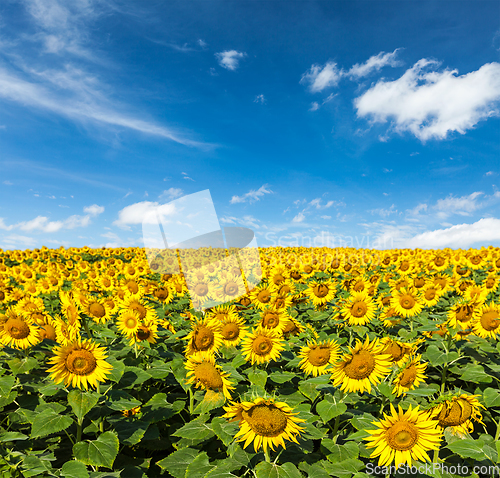 Image of Sunflower field and blue sky