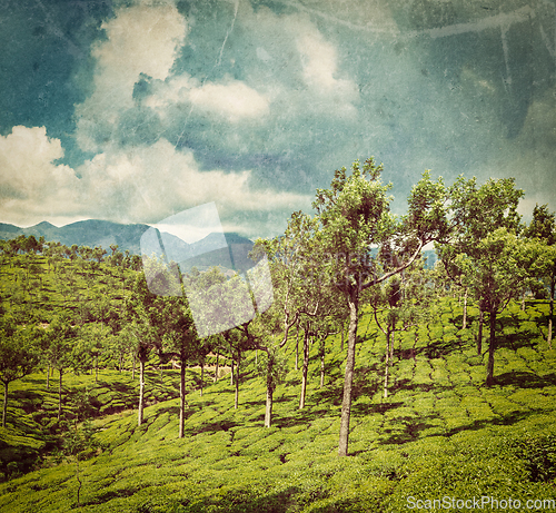 Image of Green tea plantations in Munnar, Kerala, India