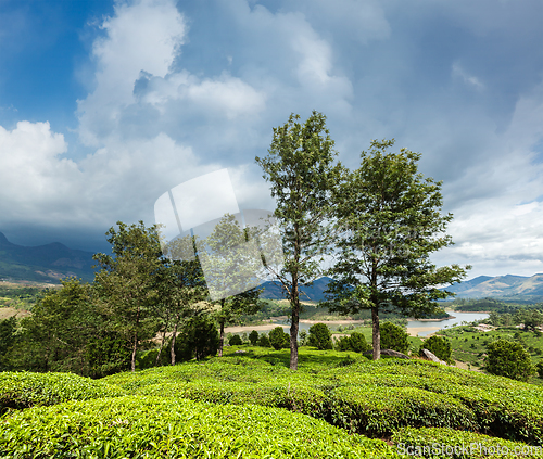 Image of Green tea plantations in Munnar, Kerala, India