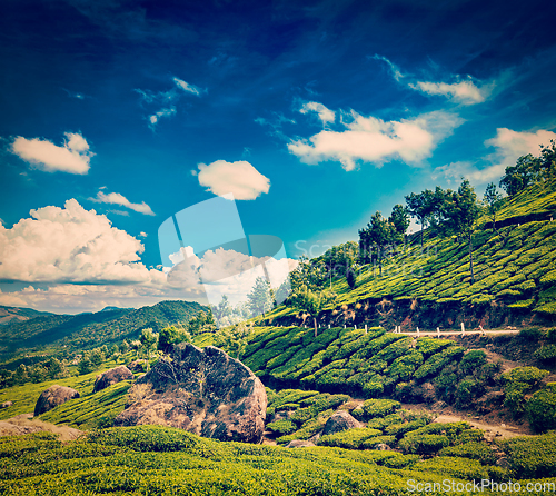 Image of Green tea plantations in Munnar, Kerala, India