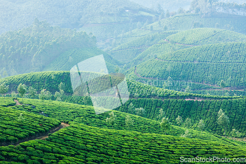 Image of Green tea plantations in Munnar, Kerala, India