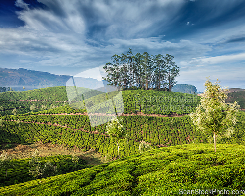 Image of Green tea plantations in Munnar, Kerala, India