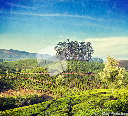 Image of Green tea plantations in Munnar, Kerala, India