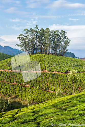 Image of Green tea plantations in Munnar, Kerala, India