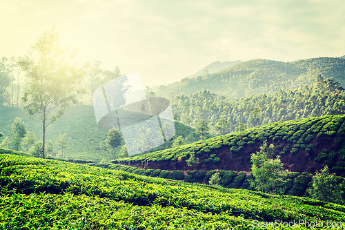 Image of Green tea plantations in Munnar, Kerala, India