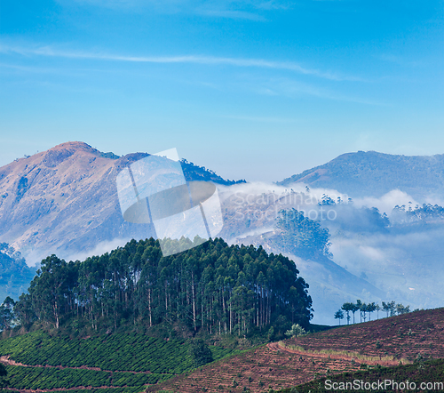 Image of Green tea plantations in Munnar, Kerala, India