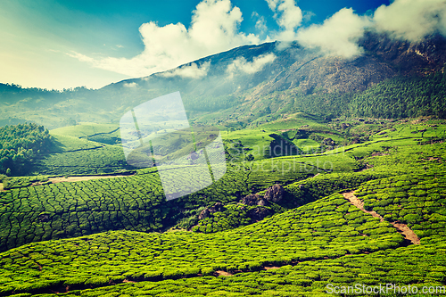 Image of Green tea plantations in Munnar, Kerala, India