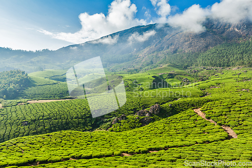 Image of Green tea plantations in Munnar, Kerala, India