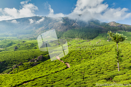 Image of Green tea plantations in Munnar, Kerala, India