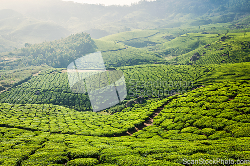 Image of Green tea plantations in Munnar, Kerala, India