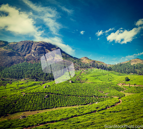 Image of Green tea plantations in Munnar, Kerala, India