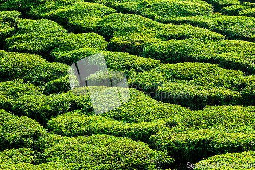 Image of Green teal plantations close up