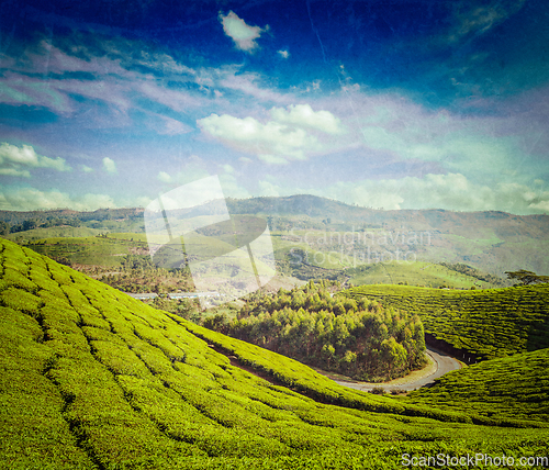 Image of Green tea plantations in Munnar, Kerala, India