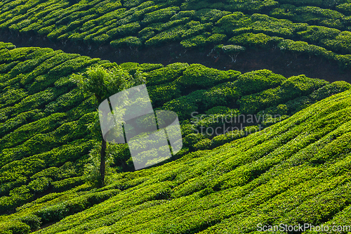 Image of Green tea plantations in Munnar, Kerala, India