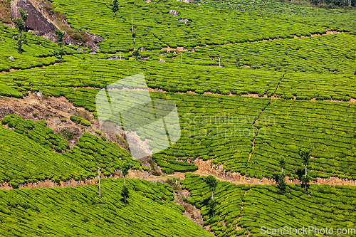 Image of Green tea plantations in Munnar, Kerala, India