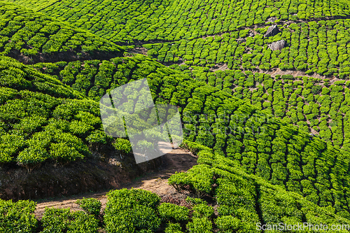 Image of Green tea plantations in Munnar, Kerala, India