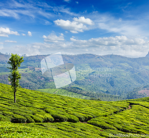 Image of Green tea plantations in Munnar, Kerala, India