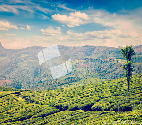 Image of Green tea plantations in Munnar, Kerala, India