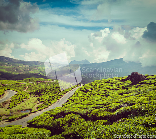 Image of Green tea plantations in Munnar, Kerala, India