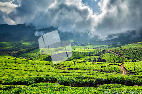 Image of Green tea plantations in Munnar, Kerala, India