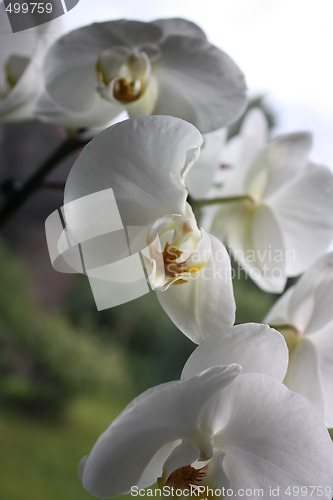 Image of orchids