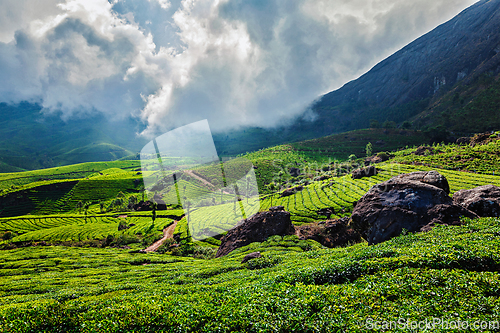 Image of Green tea plantations in Munnar, Kerala, India