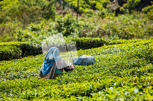 Image of Indian woman harvests tea leaves at tea plantation at Munnar