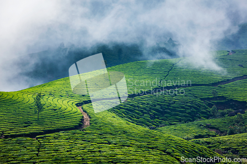 Image of Green tea plantations in Munnar, Kerala, India